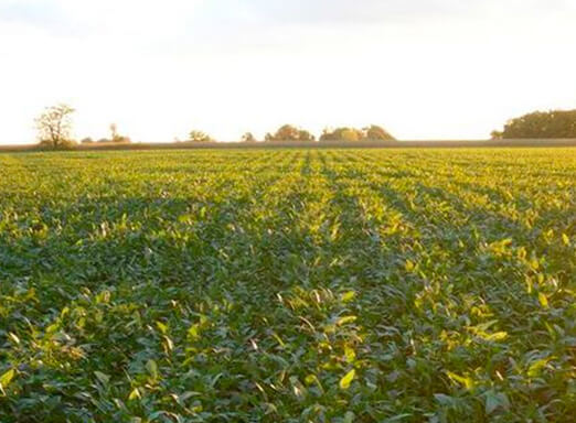 Manejo consciente: eficácia no combate às doenças da soja