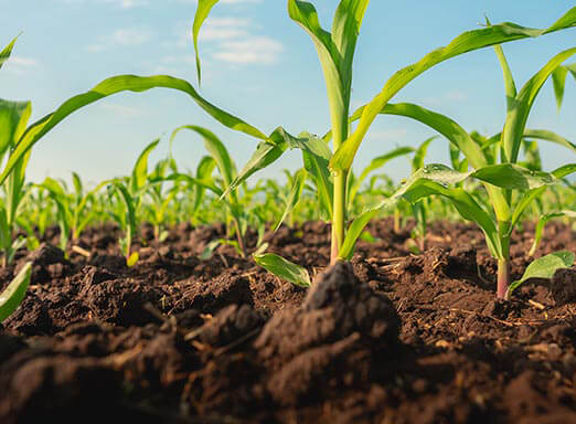 4 passos para acabar com as plantas daninhas no milho