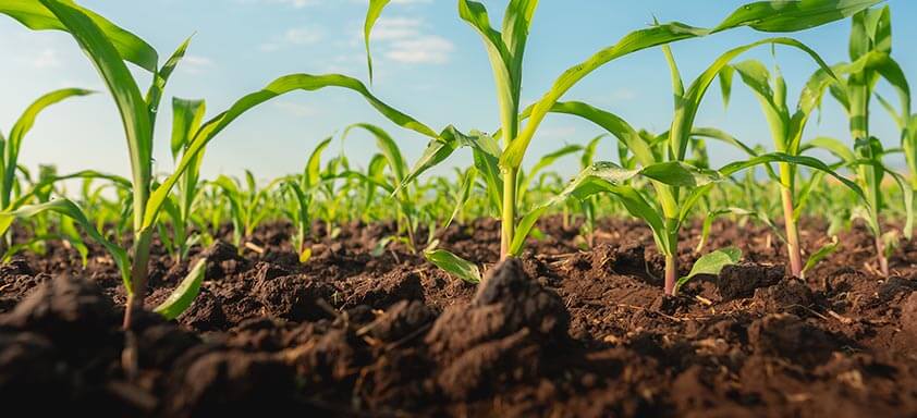 4 passos para acabar com as plantas daninhas no milho