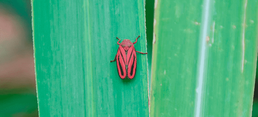 Sphenophorus e cigarrinha: como mantê-los longe de sua lavoura