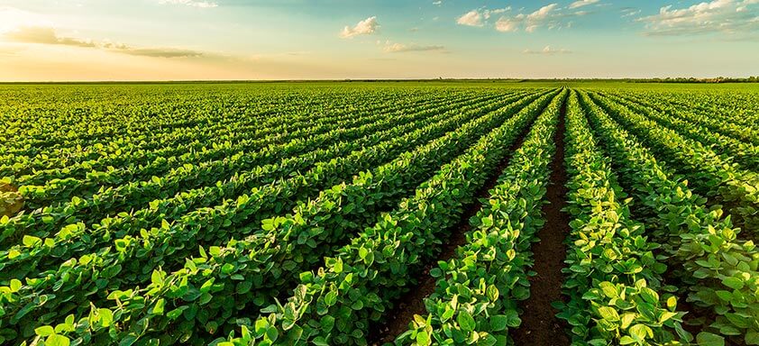 A importância da prevenção inicial contra o complexo de doenças na soja