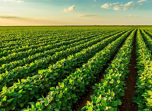 A importância da prevenção inicial contra o complexo de doenças na soja