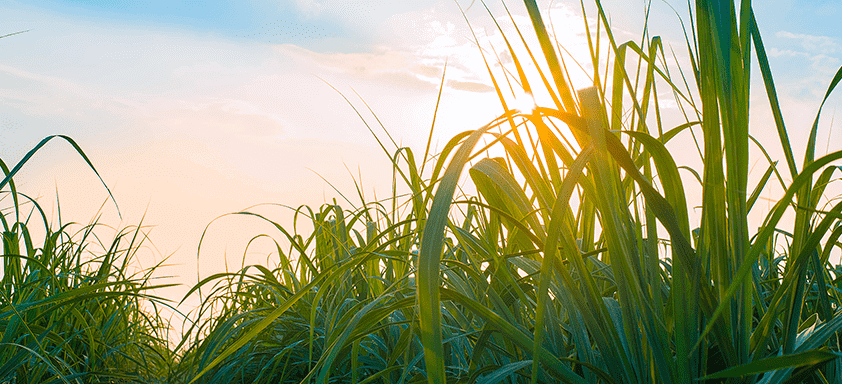 A importância do maturador antecedendo a colheita da cana 