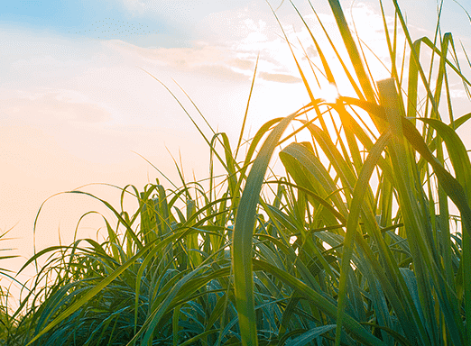 A importância do maturador antecedendo a colheita da cana 
