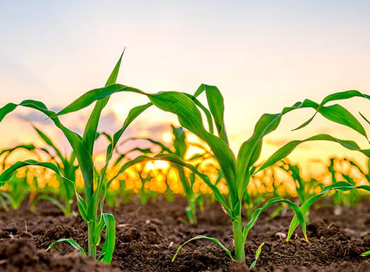A produtividade começa com o tratamento de sementes