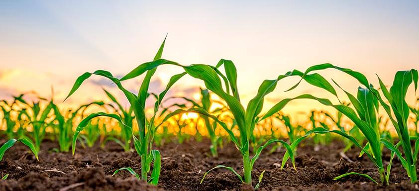 A produtividade começa com o tratamento de sementes