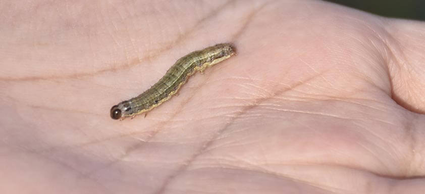 Acabe com as lagartas com os novos inseticidas da Syngenta