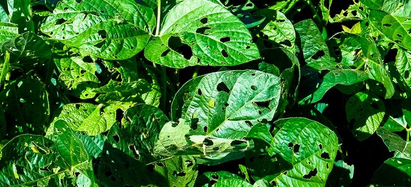 Ação de choque contra lagartas de difícil controle