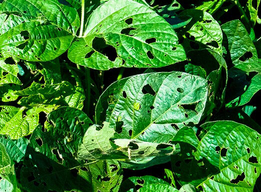 Ação de choque contra lagartas de difícil controle