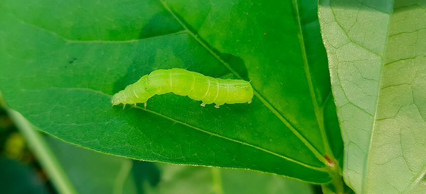 Adjuvantes: mais potência no controle de lagartas da soja