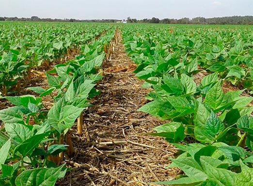 Alerta: sua lavoura de feijão pode estar correndo risco