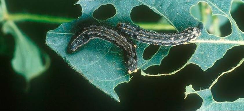 Algodão: acabe com as lagartas e extraia o máximo da lavoura 