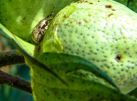 Algodão: como prevenir a lavoura do ataque de pragas