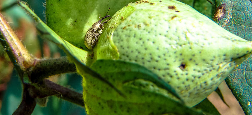 Algodão: como prevenir a lavoura do ataque de pragas