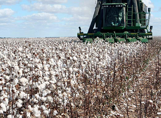 Algodão: não perca sua produtividade para a ramulária 