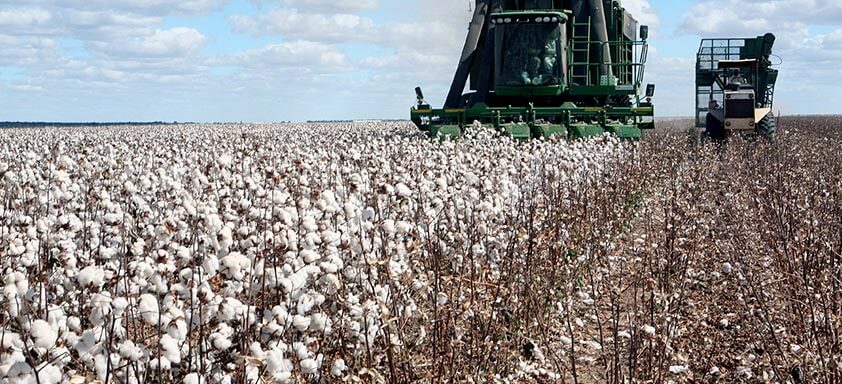 Algodão: não perca sua produtividade para a ramulária 