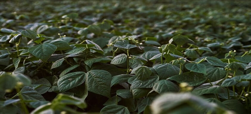 Antracnose: doença gera prejuízos de até 100% na lavoura