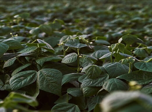 Antracnose: doença gera prejuízos de até 100% na lavoura