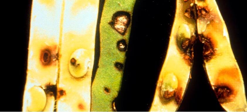 Antracnose no feijão: manejo inovador é solução para controle 