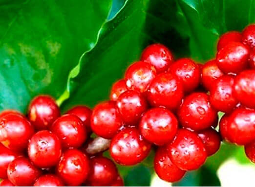 Bicho-mineiro: como combater a principal praga do café