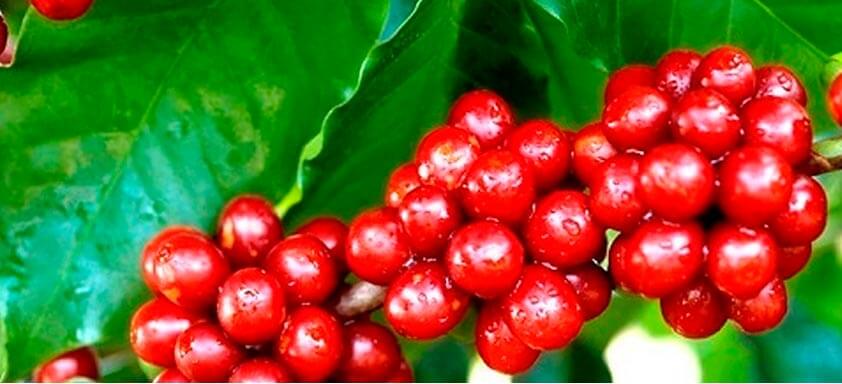 Bicho-mineiro: como combater a principal praga do café