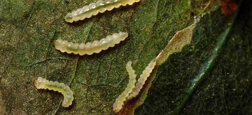Bicho-mineiro preocupa cafeicultores no Cerrado