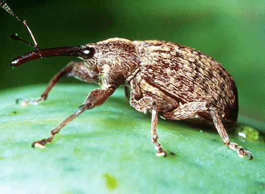 Bicudo do algodoeiro: como mantê-lo longe de sua lavoura