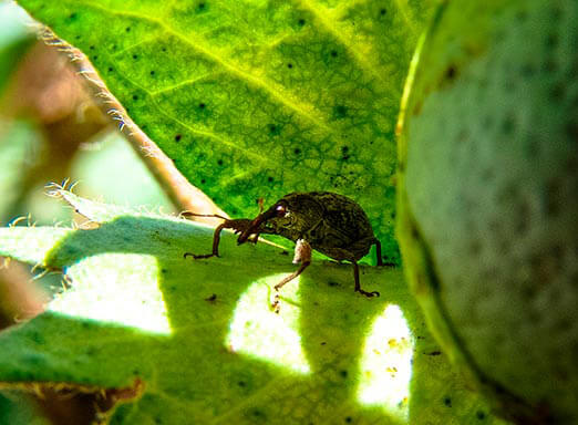 Bicudo-do-algodoeiro: o principal vilão da cultura do algodão