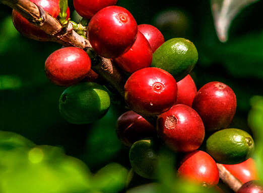 Café: como ter o vigor que a sua produtividade precisa?