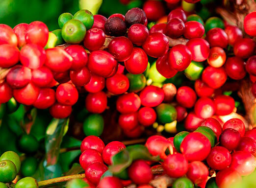 Café: controle as pragas com uma única solução