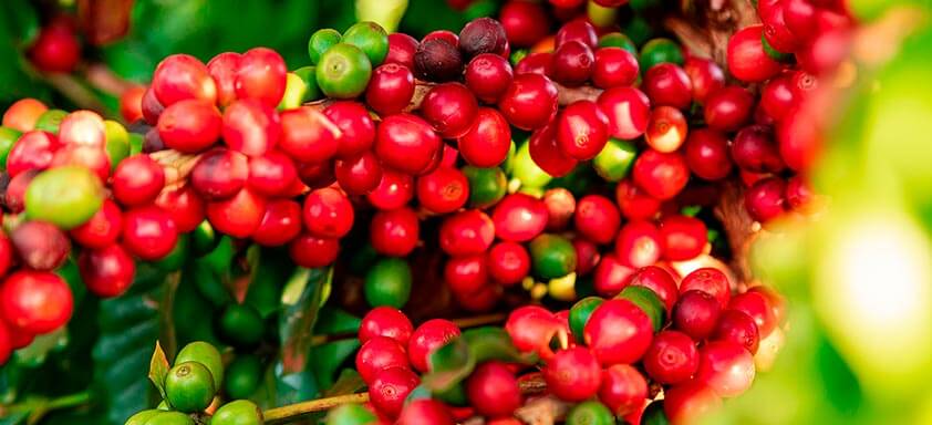 Café: controle as pragas com uma única solução