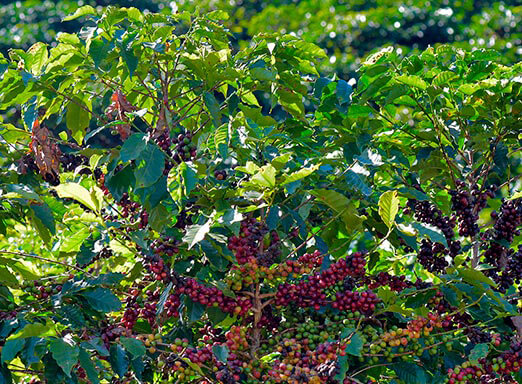 Café: controle superior do bicho-mineiro