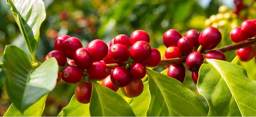 Café: invista em precisão no controle de pragas