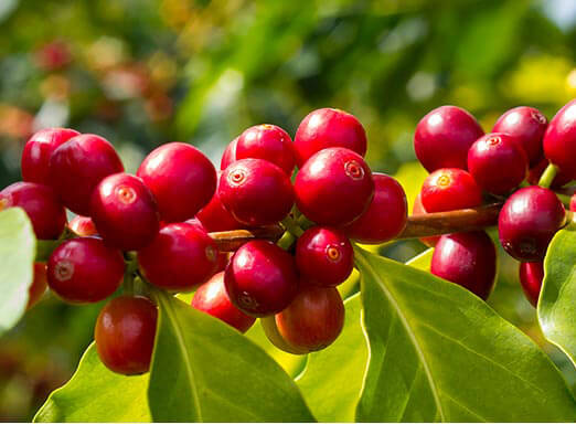 Café: invista em precisão no controle de pragas