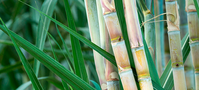 Doenças da Cana-de-açúcar: combate e ativação fisiológica
