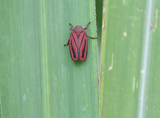 Cana-de-açúcar: conte com a tradição para controlar as pragas 