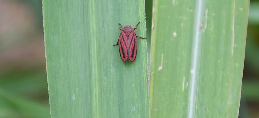 Cana-de-açúcar: conte com a tradição para controlar as pragas 