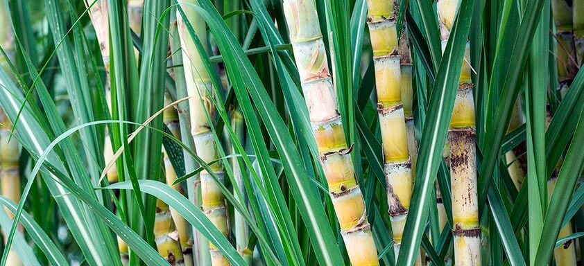 Cana-de-açúcar: controle a broca da cana com superioridade