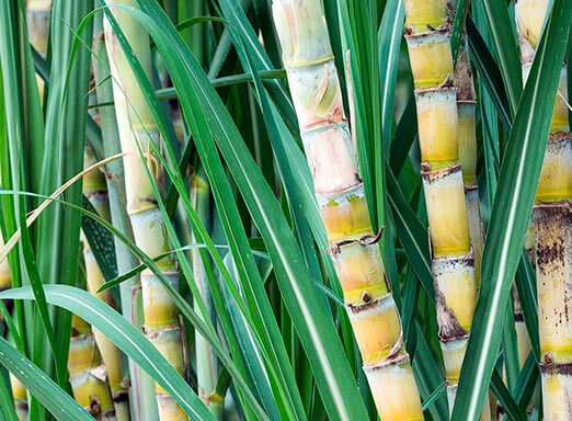Cana-de-açúcar: controle a broca da cana com superioridade