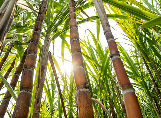 Cana-de-açúcar: é tempo de proteger a lavoura das doenças 