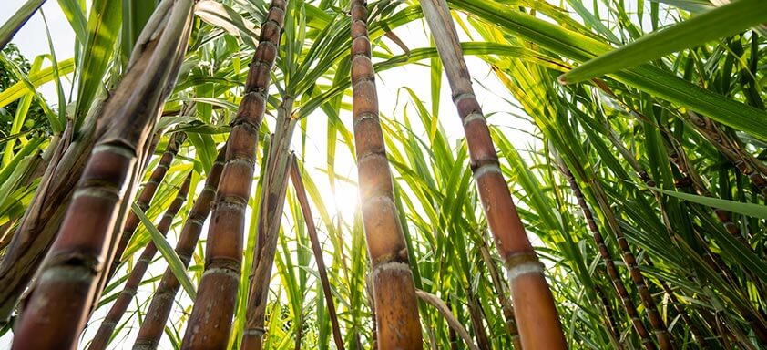 Cana-de-açúcar: é tempo de proteger a lavoura das doenças 