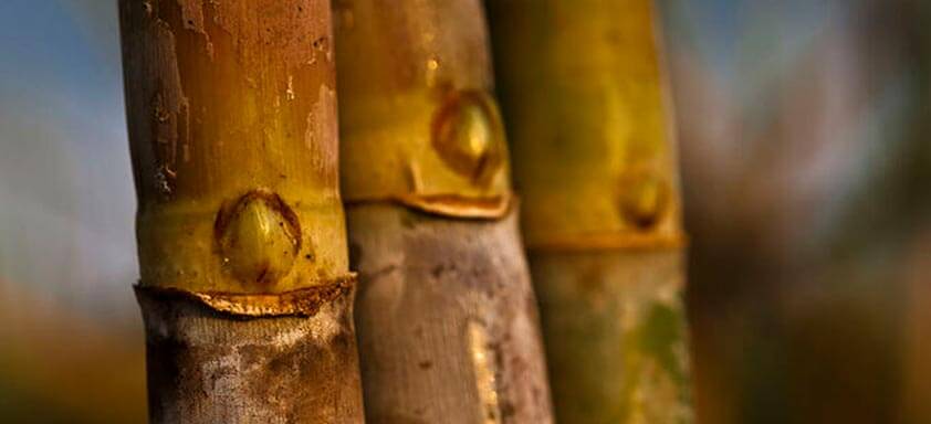 Cana-de-açúcar: quanto a cultura perde por causa das doenças?