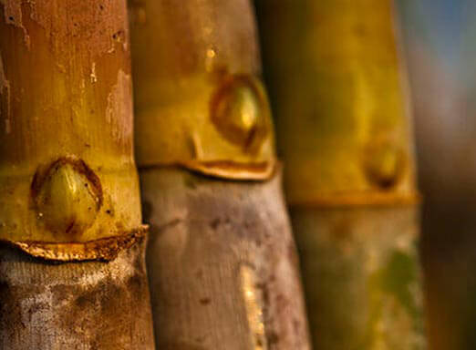 Cana-de-açúcar: quanto a cultura perde por causa das doenças?