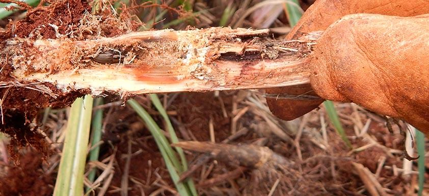 Cana: não deixe o Sphenophorus levis infestar sua lavoura!