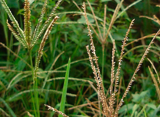 Capim pé-de-galinha e Capim-amargoso: ameaças para a lavoura