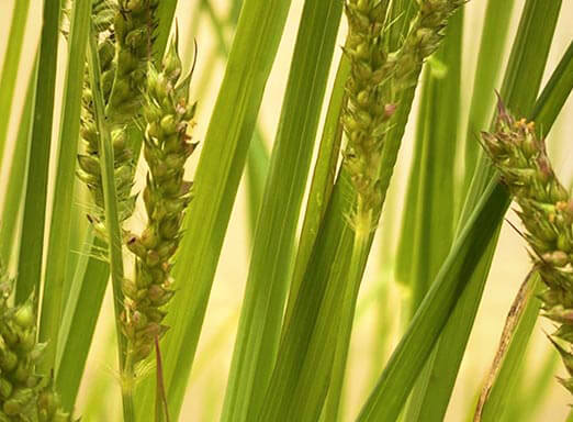 Capim-arroz: nova planta daninha resistente ao glifosato