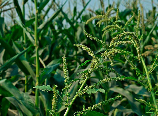 Caruru resistente ao glifosato: riscos para a lavoura de soja
