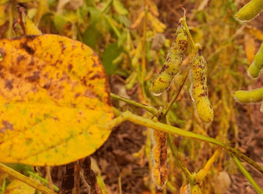 Cercospora pode comprometer a produtividade da lavoura 