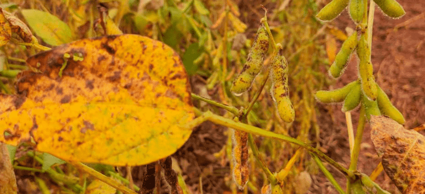 Cercospora pode comprometer a produtividade da lavoura 