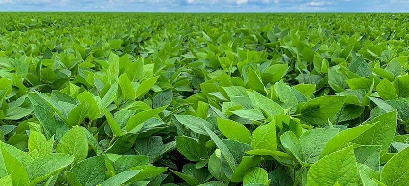 Chegou Mitrion: alta potência para uma soja blindada contra doenças